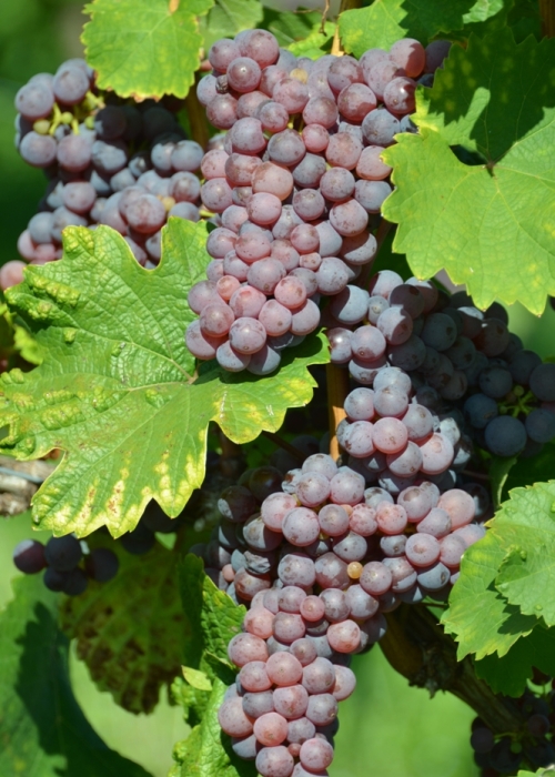 Roter Riesling ANT 6385